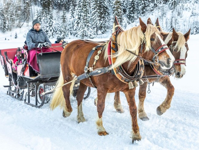 Pferdeschlittenfahrten © Flachau Tourismus_Christian Fischbacher